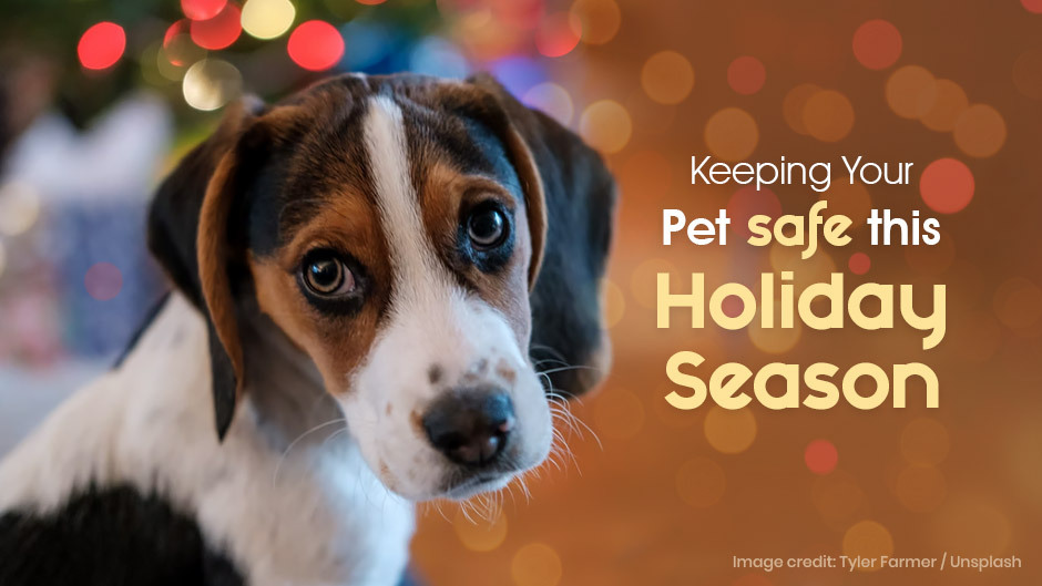 Pet Safety During Holidays