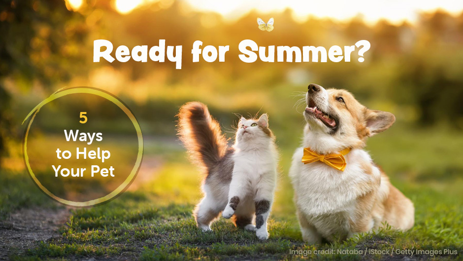 Ready for Summer?  5 Ways to Help Your Pets