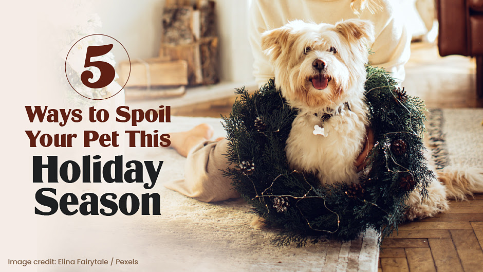 Spoiling Your Pet During the Holidays